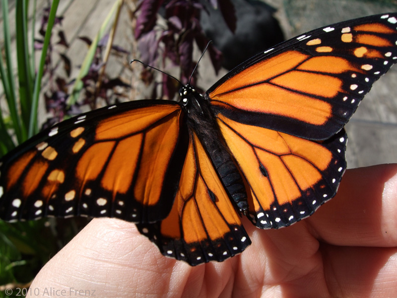 faith-pruden-foundation-monarch-newly-emerged-aug-27-2010-alice-frenz